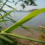 Летом на озере Вельё