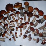 грибы из Новгородской области
